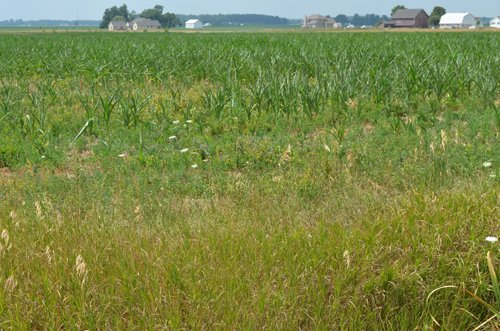 Property photo 17 - 51.5 Acres Offered in 5 tracts, 2 Farm Sites